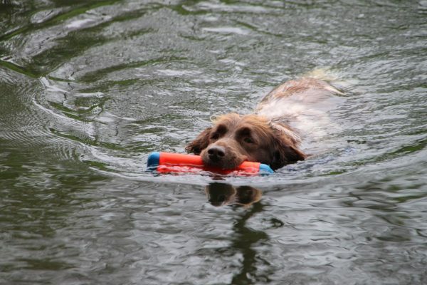 Chuckit Amphibious Bumper Small