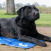 CoolPets Premium Cooling Mat S (40x30cm)