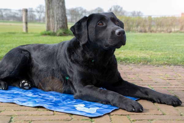 CoolPets Premium Cooling Mat S (40x30cm)