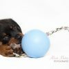 Jolly Ball Romp-n-Roll 10 cm Baby Blauw (Bosbessengeur)