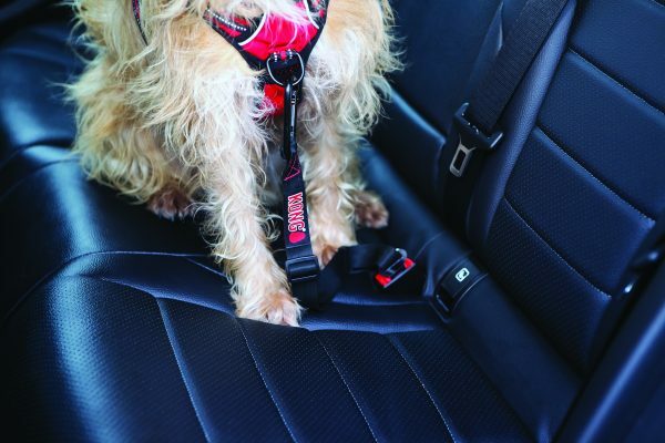 KONG Seat Belt Tether