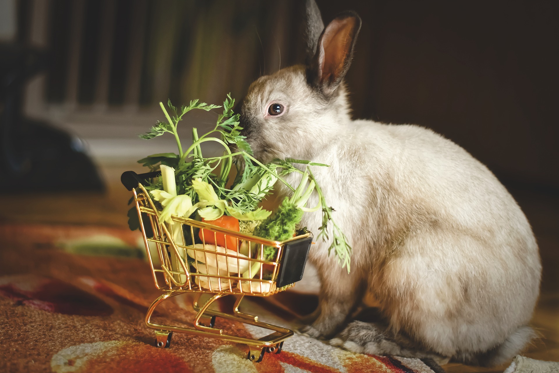 Gebitsproblemen bij konijnen herkennen