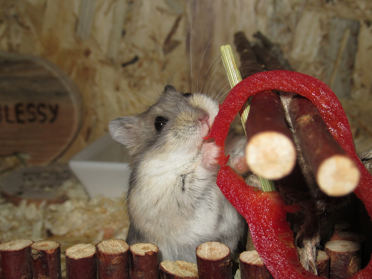 maak je hamster gelukkig en doe mee met hamsterscaping
