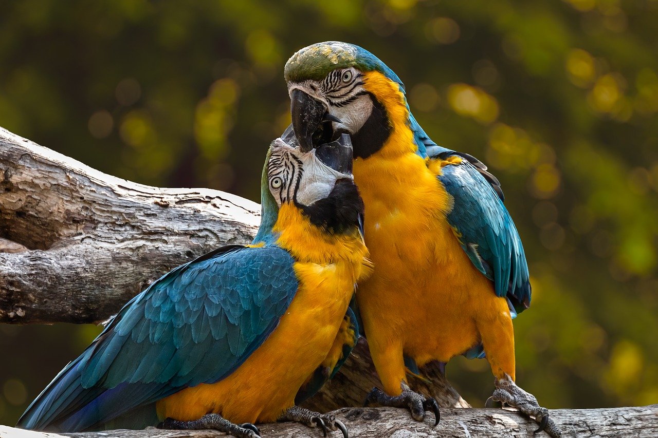 Een papegaai als huisdier houden en verzorgen