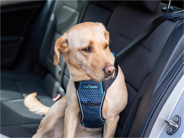 Harnas hond CarSafe Crash Tested L