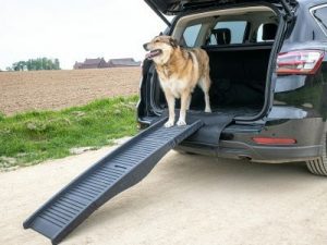 autoloopplank-voor-honden Op reis met je hond zonder stress