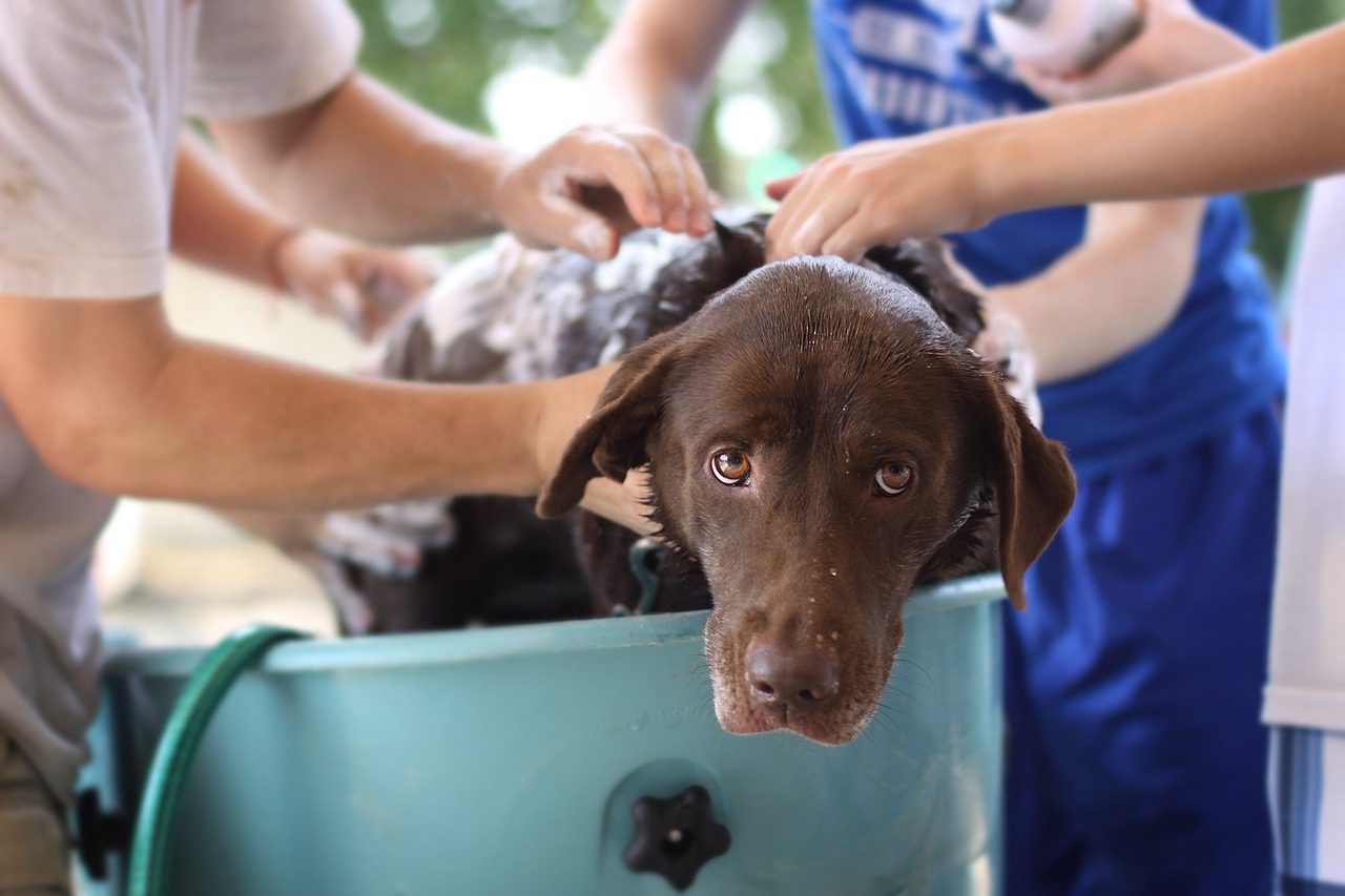 Welke hondenshampoo voor de beste vachtverzorging