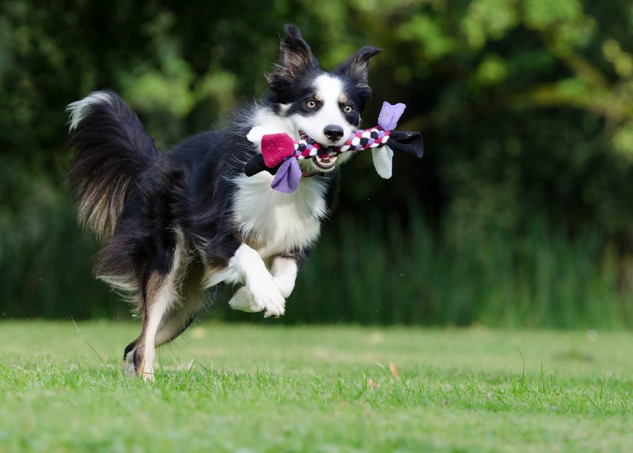 Het Belang van een pluchen knuffel voor honden