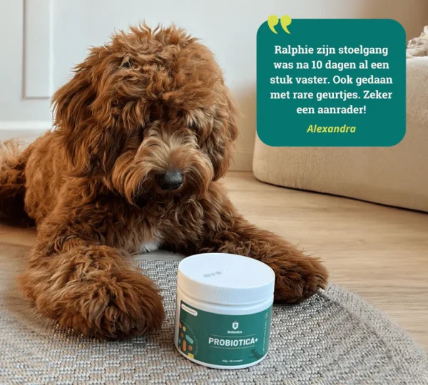 Probiotica maag en darm - Hond